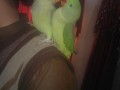 parrot-small-0