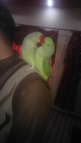 parrot-big-0