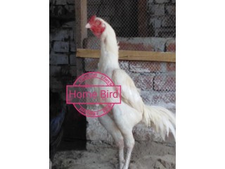 3 Heera chiks available