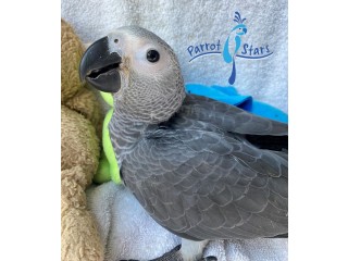 Pair African Grey Parrots Available