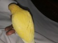 yellow-ringneck-small-0