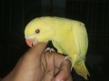 yellow-ringneck-small-1