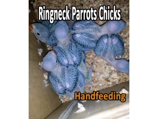 Green Ringneck chicks