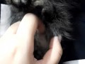persian-kittens-small-4