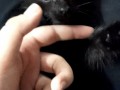 persian-kittens-small-3