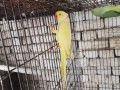 yellow-ring-neck-male-small-0