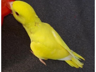 Yellow Ringneck chick