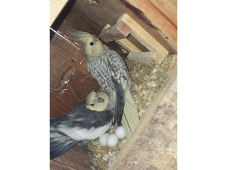 Cockatiels breeder Pair