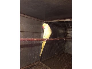 Yellow ringnecked breeder male