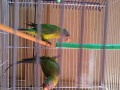 plumb-head-parrot-pair-small-1