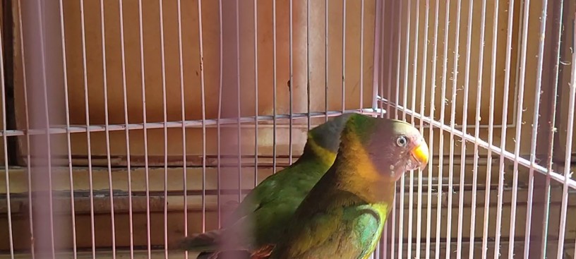 plumb-head-parrot-pair-big-2