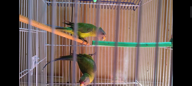 plumb-head-parrot-pair-big-1