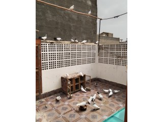 Desi, Kabuli, Highflyer Pigeons