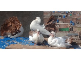 Red tail breed pair with 2 chick available in Lahore