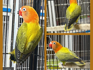 Violet Green Euwing Opaline/B1 B2 Female Looking for New Shelter