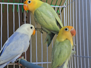Green Dilute, Blue Dilute and Parblue Diute Lovebirds