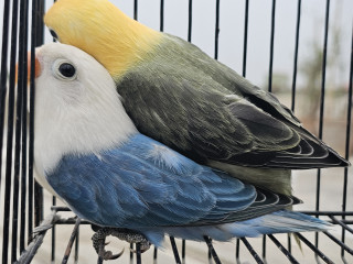 Violet and Blue Opaline Lovebirds