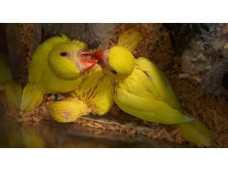 Yellow Ringneck chicks