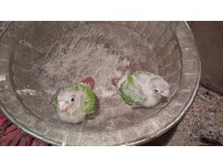 2 pineapple conure chick